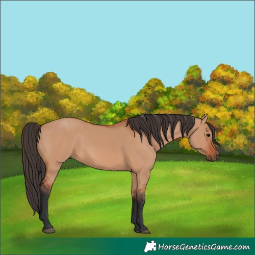 Horse Color:Bay Dun