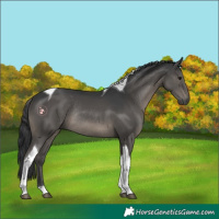 Horse Color:Black Tobiano Rabicano 
