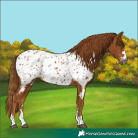 Horse Color:Gray Chestnut Appaloosa 