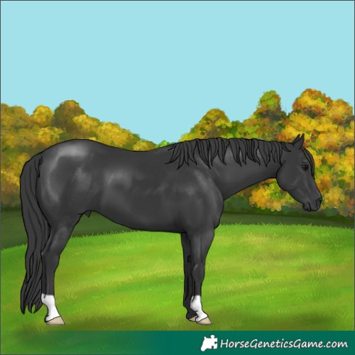 Horse Color:Black 