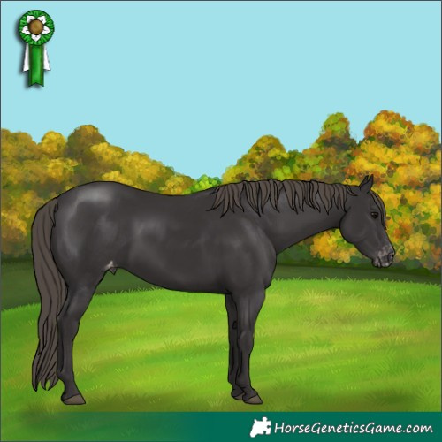Horse Color:Smoky Black Appaloosa 