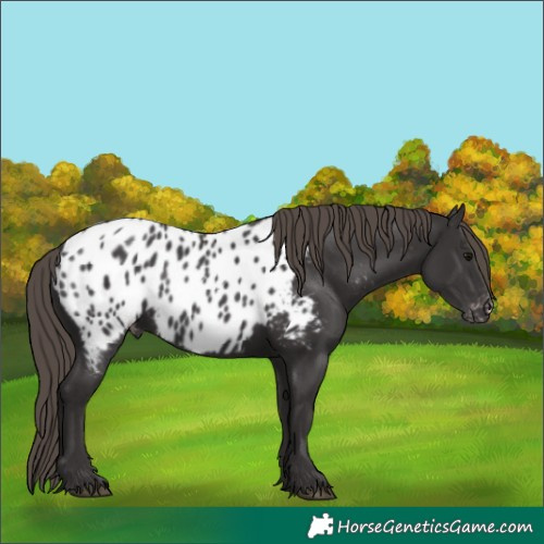 Horse Color:Smoky Black Appaloosa 