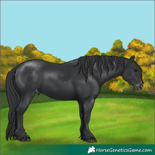 Horse Color:Black Appaloosa