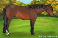 Horse Color:Bay Tobiano 