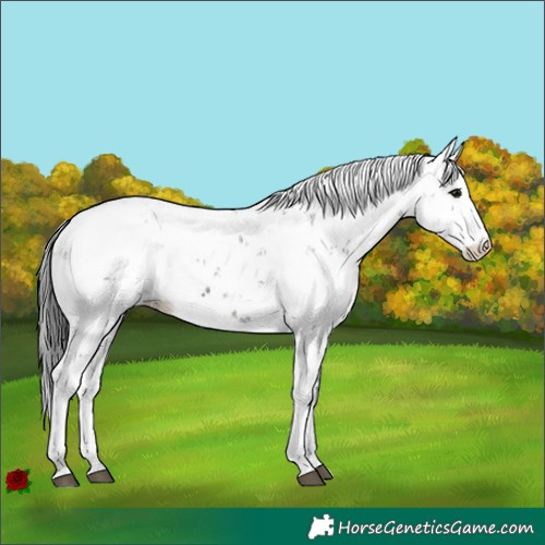 Horse Color:Brown Sabino 