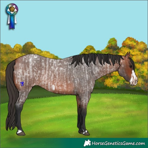 Horse Color:Bay Roan Appaloosa  and Bay Roan Frame Appaloosa 