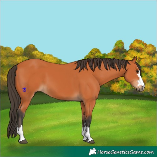 Horse Color:Bay 