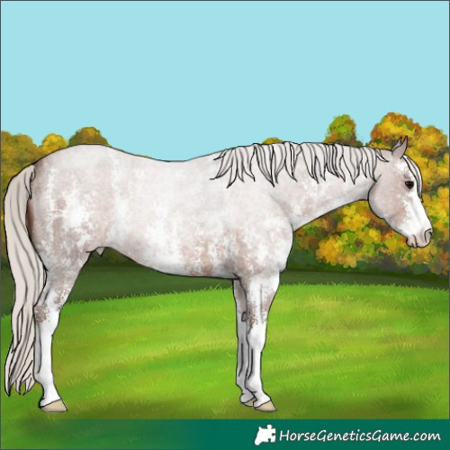 Horse Color:Silver Blue Roan Sabino