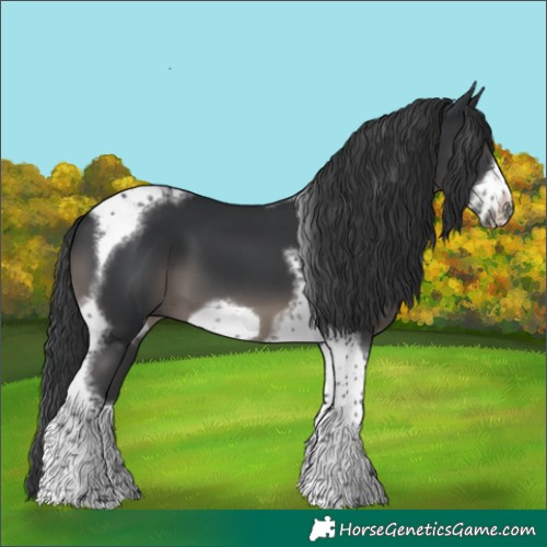 Horse Color:Black Tobiano Frame