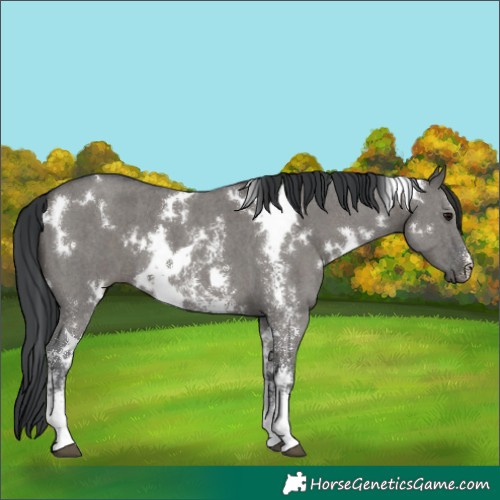 Horse Color:White Spotted Grullo Sabino 