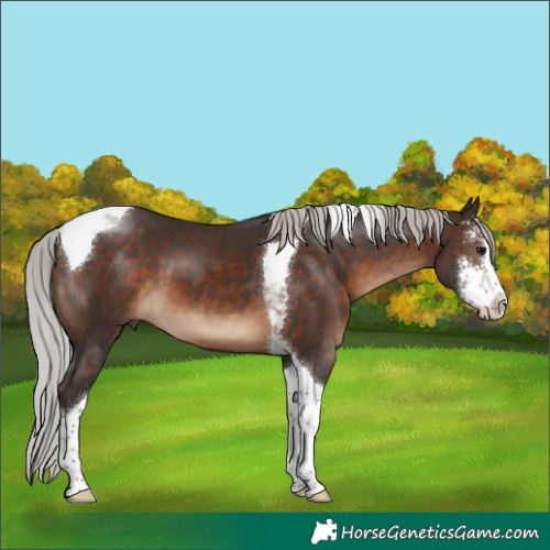 Horse Color:Silver Brown Sabino Tobiano 