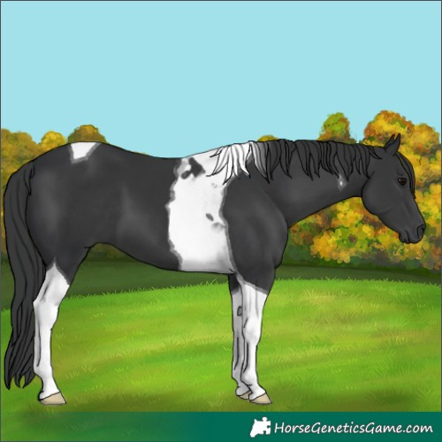 Horse Color:Black Tobiano