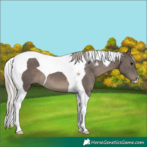 Horse Color:Silver Black Tobiano