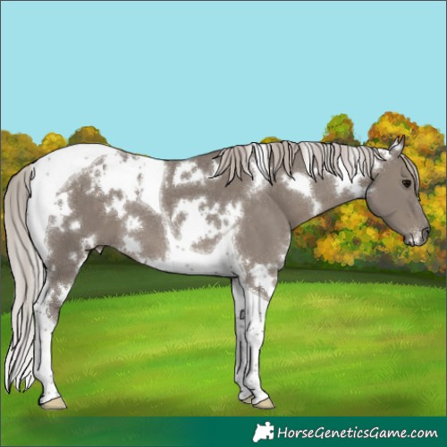 Horse Color:White Spotted Silver Grullo Tobiano