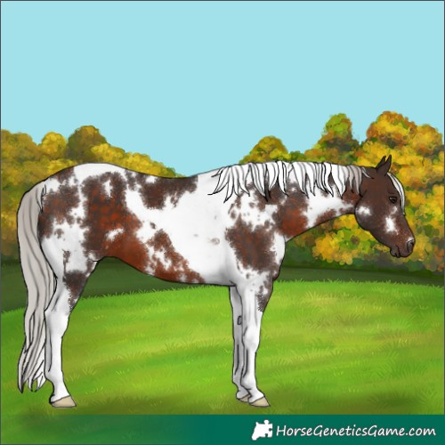 Horse Color:White Spotted Silver Brown Tobiano