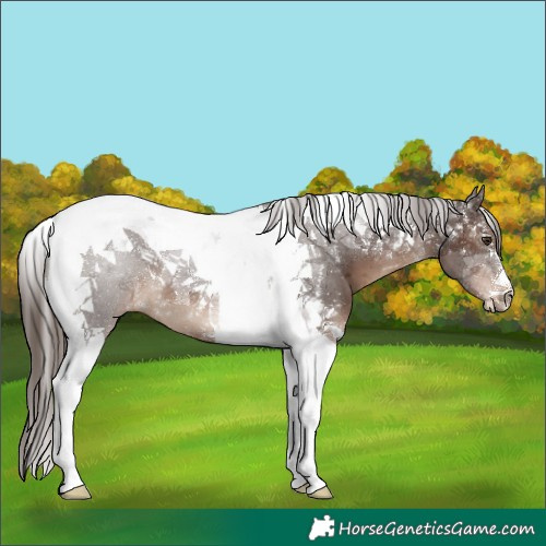 Horse Color:Liver Chestnut Tobiano