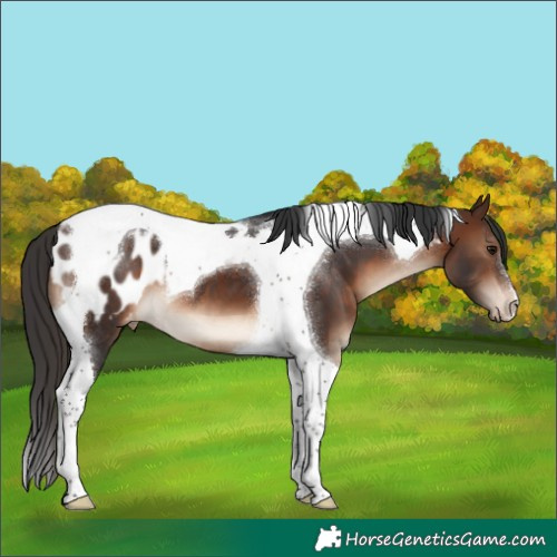 Horse Color:Brown Tobiano Appaloosa