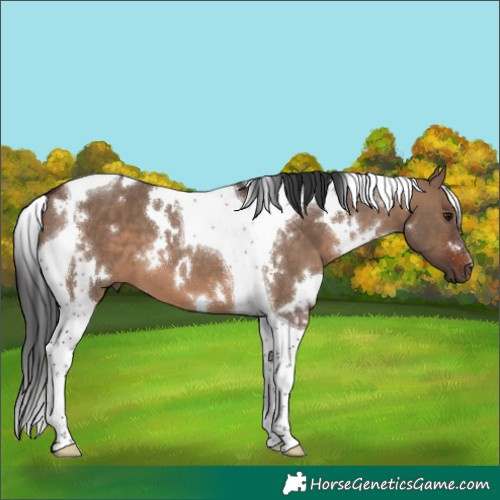 Horse Color:White Spotted Brown Dun Tobiano