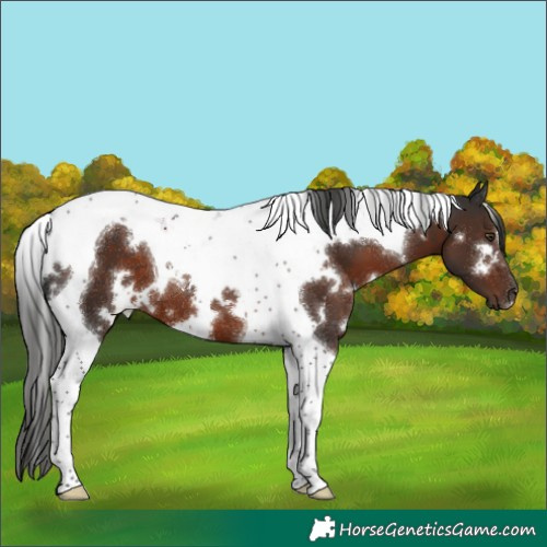 Horse Color:White Spotted Liver Chestnut Tobiano