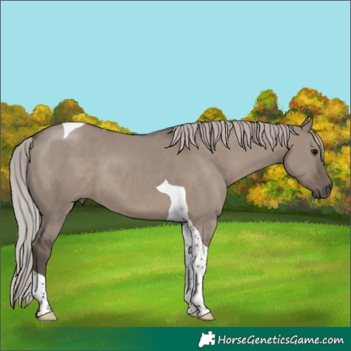 Horse Color:Silver Grullo Tobiano 
