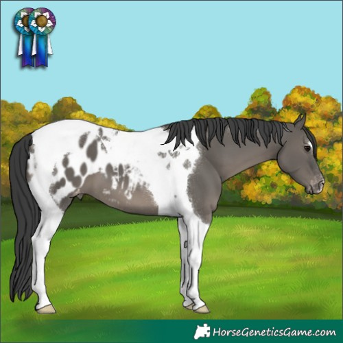 Horse Color:Grullo Tobiano Appaloosa 