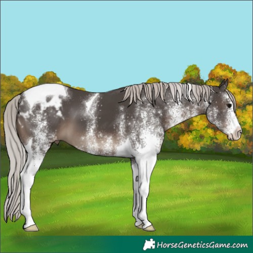 Horse Color:White Spotted Silver Black Tobiano Appaloosa 