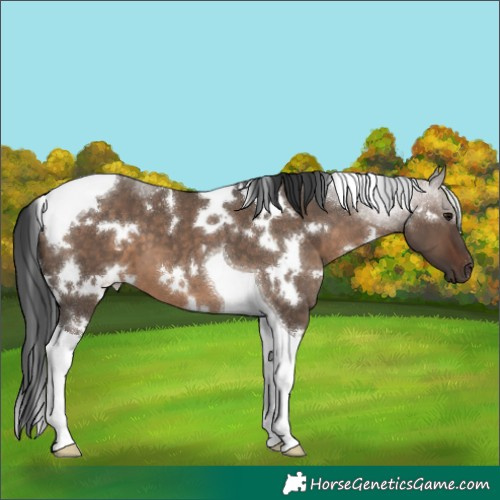 Horse Color:White Spotted Brown Dun Tobiano 