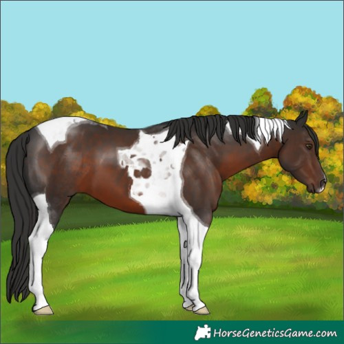 Horse Color:Liver Chestnut Tobiano 