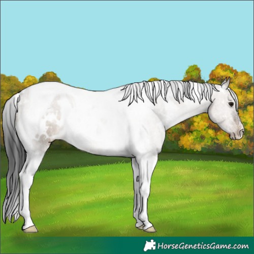 Horse Color:White Spotted Brown Dun Tobiano