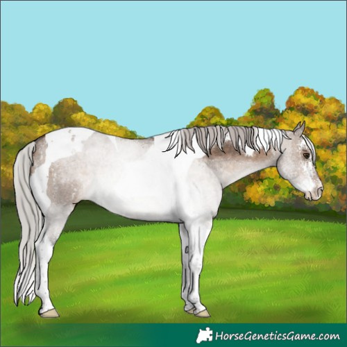 Horse Color:Silver Brown Dun Sabino Tobiano