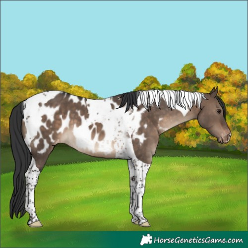 Horse Color:Brown Dun Tobiano Blanket 