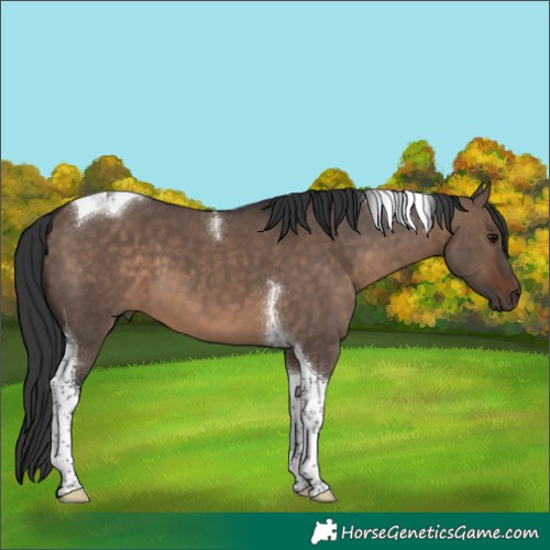 Horse Color:Brown Dun Tobiano 