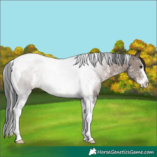 Horse Color:Brown Dun Sabino Tobiano Rabicano 