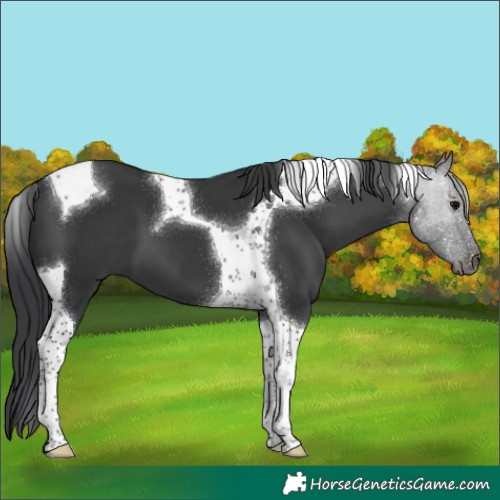 Horse Color:Black Tobiano