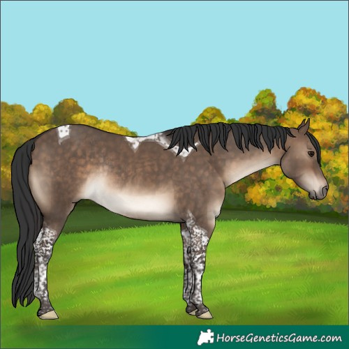 Horse Color:Brown Dun Tobiano Rabicano 