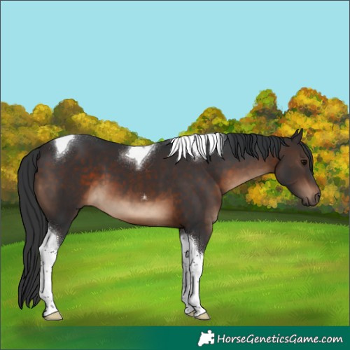Horse Color:Brown Tobiano 