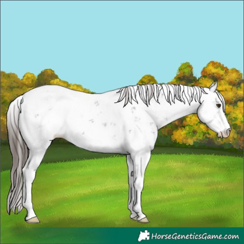 Horse Color:Liver Chestnut Sabino