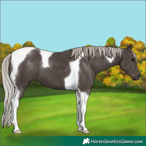 Horse Color:Silver Black Tobiano 