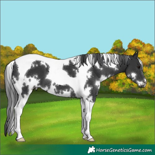 Horse Color:White Spotted Black Tobiano 