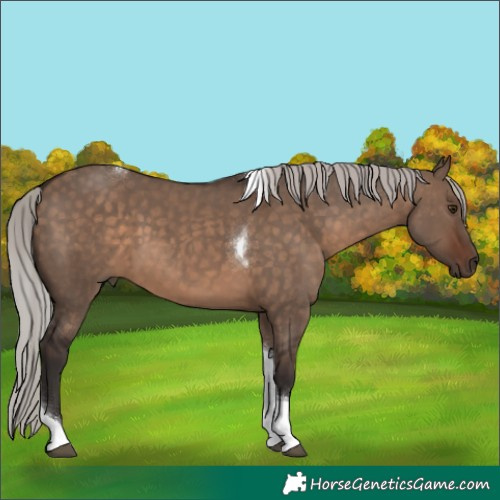 Horse Color:Silver Brown Dun Tobiano 