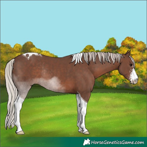 Horse Color:Silver Black Sabino Tobiano Rabicano