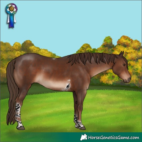 Horse Color:Liver Chestnut Tobiano