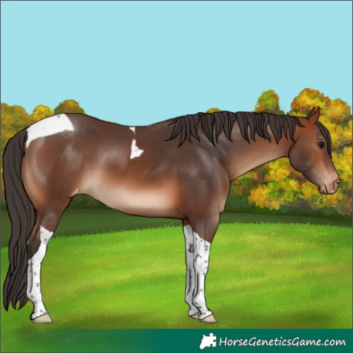 Horse Color:Bay Tobiano Varnish