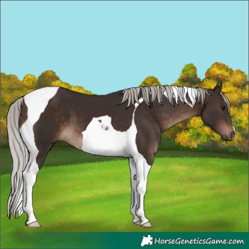 Horse Color:Silver Brown Tobiano 
