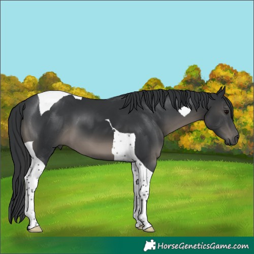 Horse Color:Black Tobiano