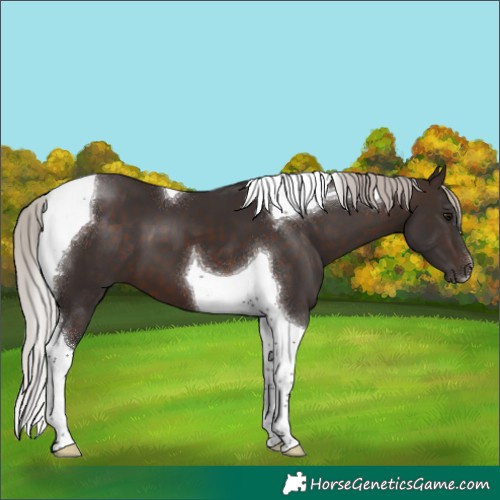 Horse Color:Silver Brown Tobiano 