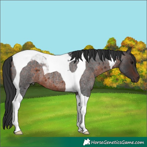 Horse Color:Brown Roan Tobiano 
