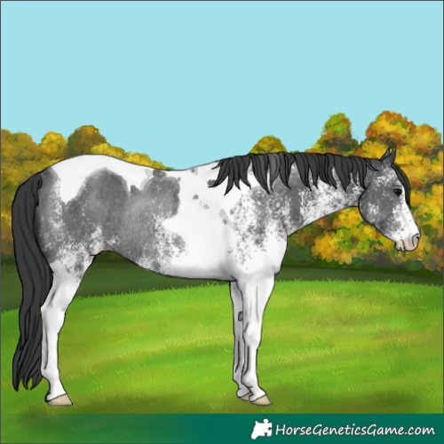 Horse Color:White Spotted Black Tobiano Rabicano 