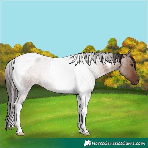 Horse Color:Liver Red Dun Roan Tobiano 