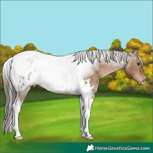 Horse Color:Liver Red Dun Tobiano Appaloosa Rabicano